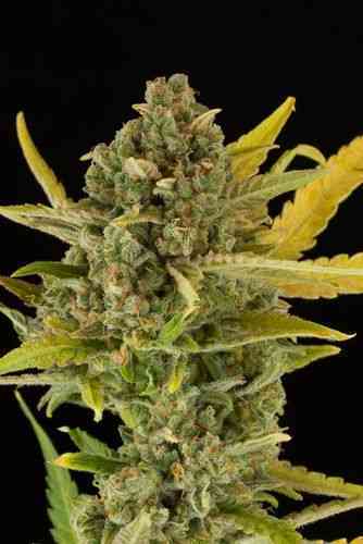 Critical Cheese Autoflowering > Dinafem Seeds | Graines Autofloraison  |  Indica